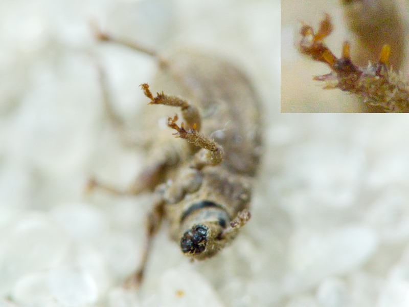 Trachyphloeus spinimanus Germar, 1824